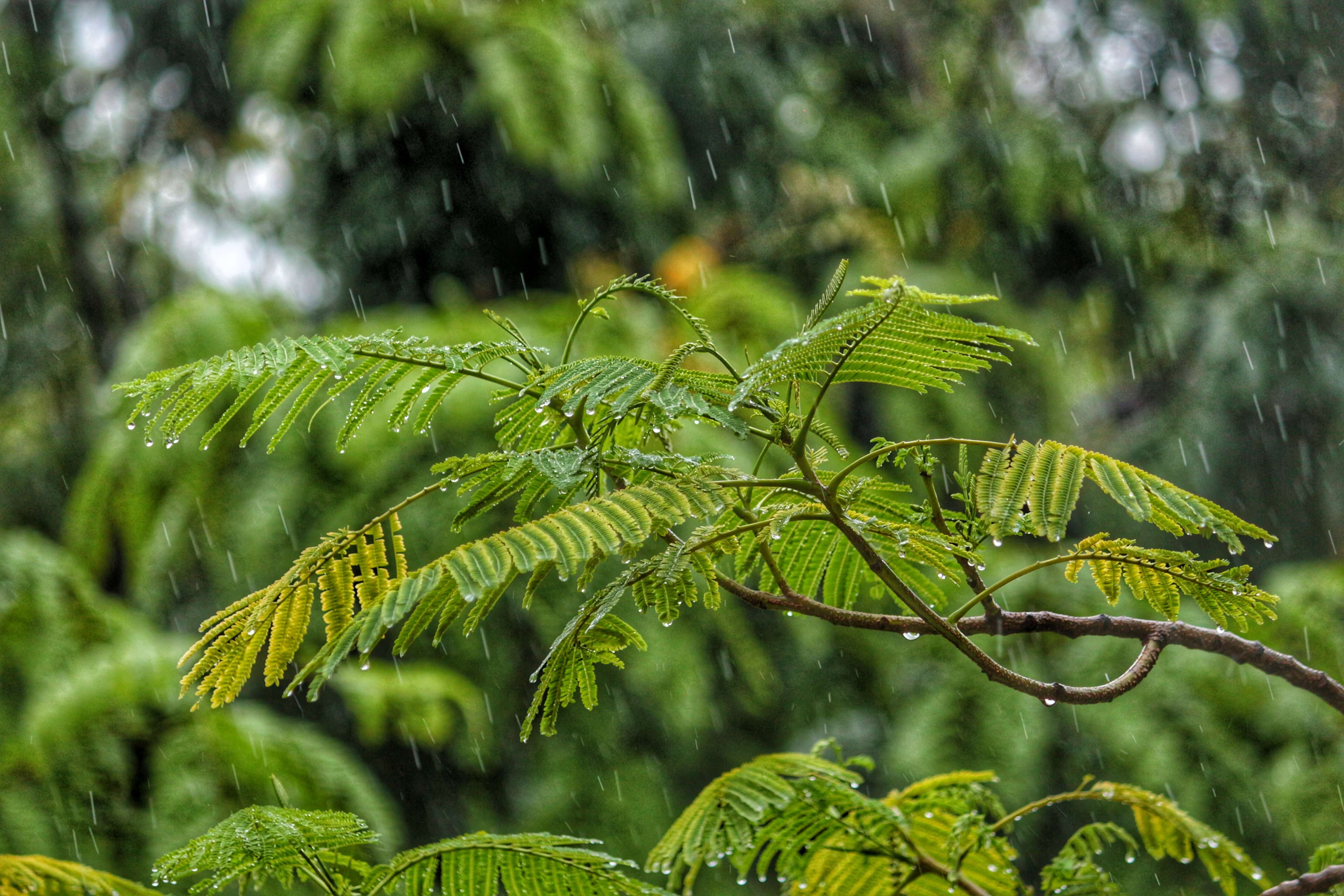 Rain falling on plant image.